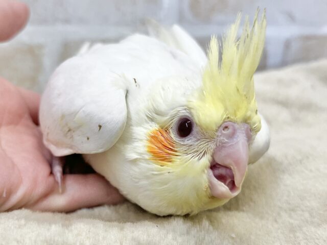 オカメインコ