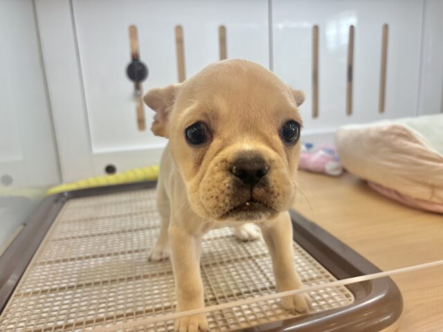 フレンチブルドッグ