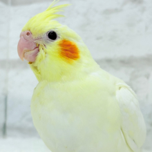 【最新画像更新🪄】あひるじゃないよ🪿オカメだよ🐥💛オカメインコ(ルチノー) ヒナ