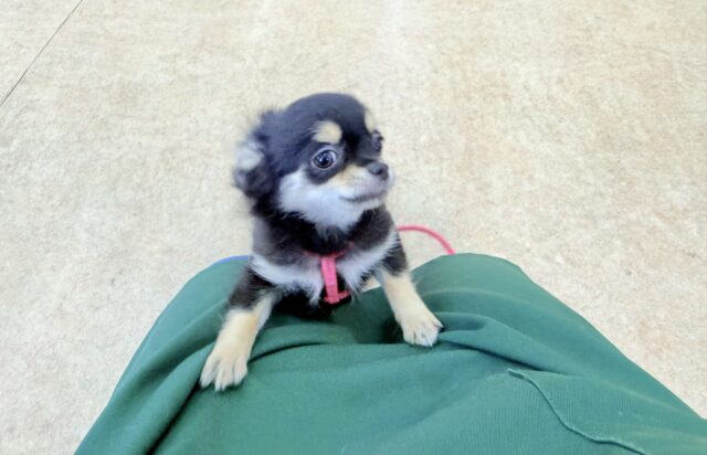 最新画像📸ロングコートチワワ（ブラックタン&ホワイト）女の子♪お散歩練習始めました🚶‍♀️