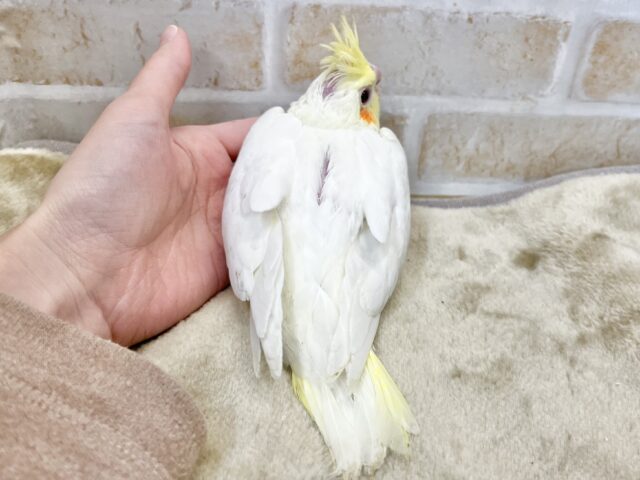 オカメインコ