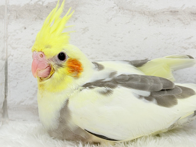 【最新画像更新🪄】黄色の小さい冠羽にきゅんっ🐥🌼オカメインコ(パイド) ヒナ