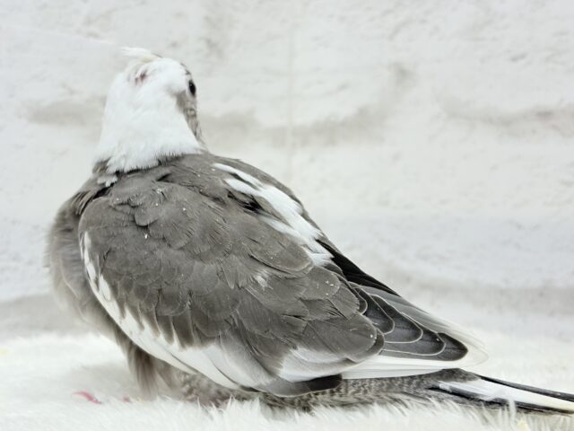オカメインコ