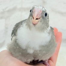 【最新画像更新🪄】愛嬌たっぷり♡オカメインコ(WFパイド) ヒナ