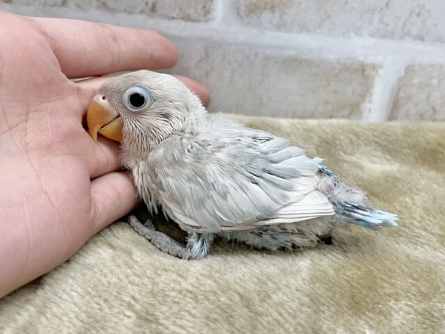 シロボタンインコ