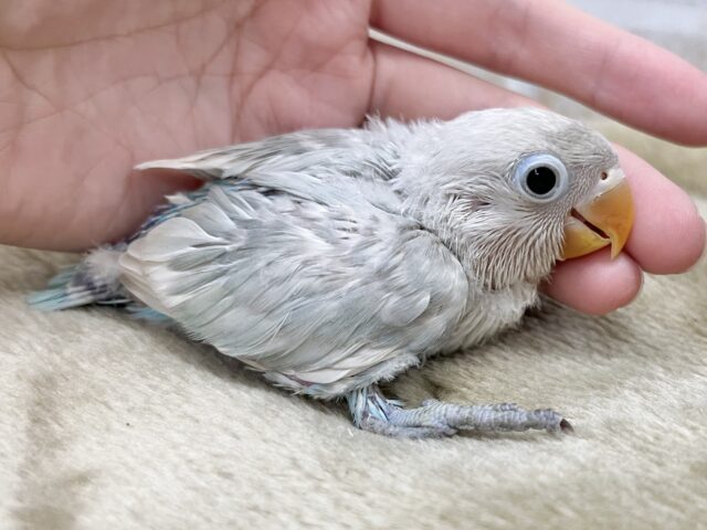 シロボタンインコ