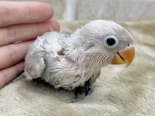 シロボタンインコ