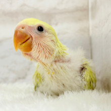 おめめきらきら🌼癒し系コザたん🐣💖コザクラインコ(シナモン) ヒナ