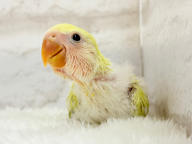 おめめきらきら🌼癒し系コザたん🐣💖コザクラインコ(シナモン) ヒナ