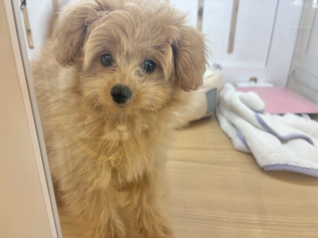 太陽みたいな明るい存在♥ポメプーちゃん! ポメプー