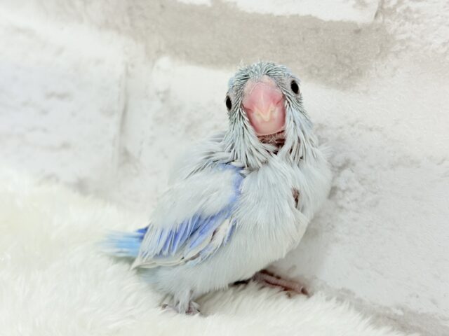 雪国のアイドル🐣🫧マメルリハ(アメリカンホワイト) 男の子 ヒナ マメルリハ