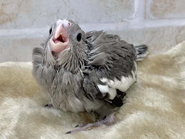 オカメインコ