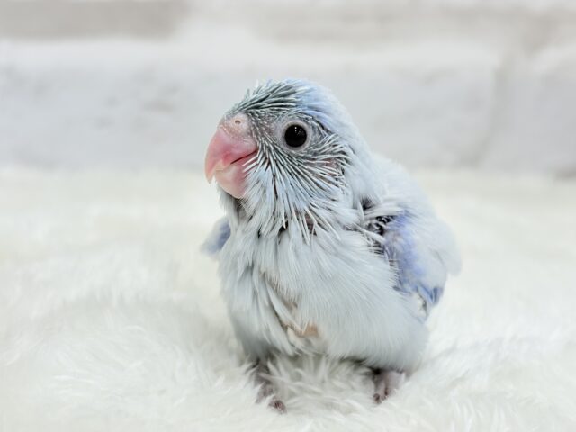 雪国のアイドル🐣🫧マメルリハ(アメリカンホワイト) 男の子 ヒナ マメルリハ