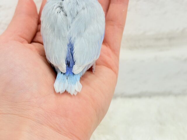 雪国のアイドル🐣🫧マメルリハ(アメリカンホワイト) 男の子 ヒナ マメルリハ