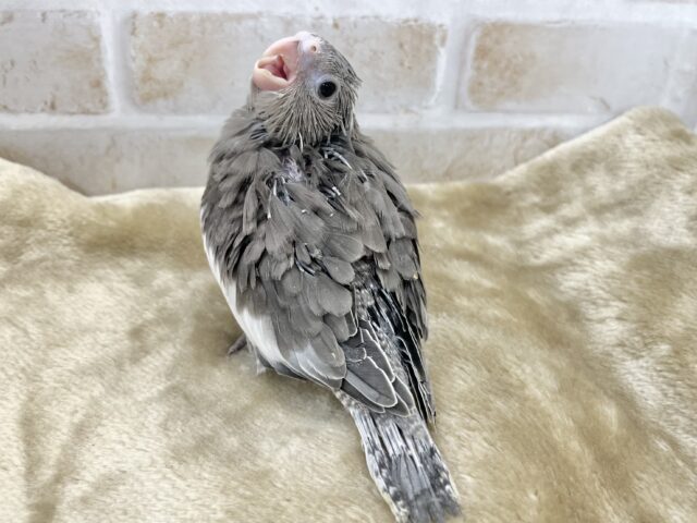 オカメインコ