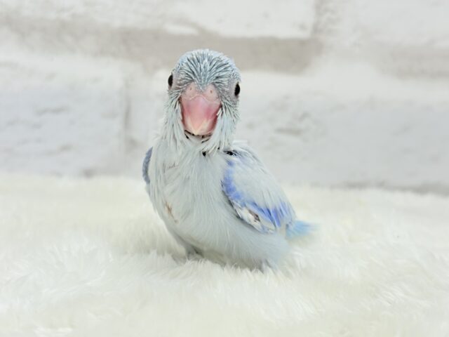 雪国のアイドル🐣🫧マメルリハ(アメリカンホワイト) 男の子 ヒナ マメルリハ