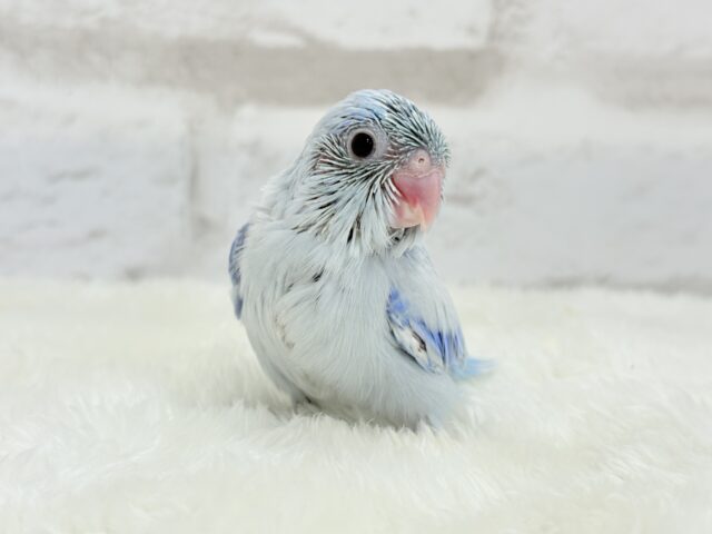 雪国のアイドル🐣🫧マメルリハ(アメリカンホワイト) 男の子 ヒナ マメルリハ