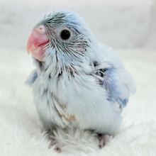 雪国のアイドル🐣🫧マメルリハ(アメリカンホワイト) 男の子 ヒナ