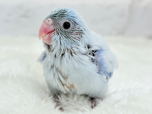 雪国のアイドル🐣🫧マメルリハ(アメリカンホワイト) 男の子 ヒナ 雪国のアイドル🐣🫧マメルリハ(アメリカンホワイト) 男の子 ヒナ