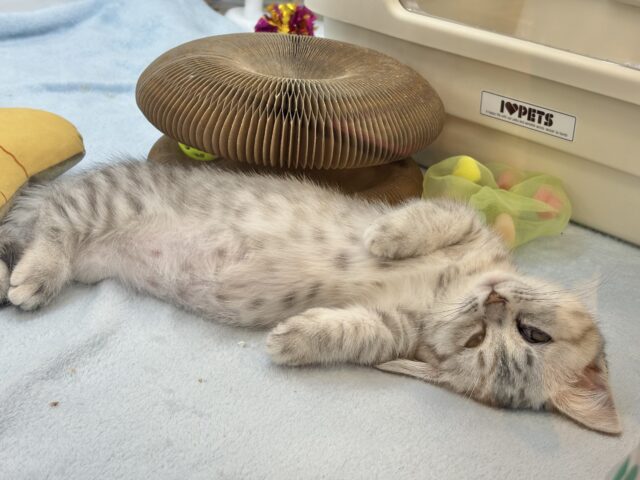 愛嬌たっぷりをお届け♥マンチカンちゃん! マンチカン