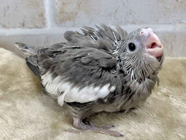 オカメインコ