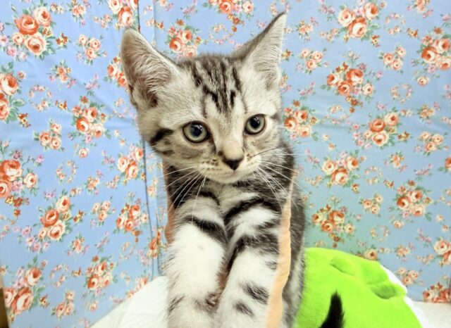 アメリカンショートヘア