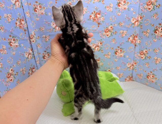 アメリカンショートヘア