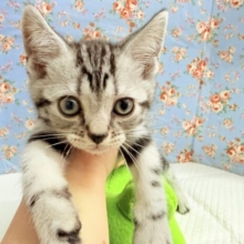 アメリカンショートヘアー（シルバータビー）男の子♫好奇心旺盛な甘々ボーイ！