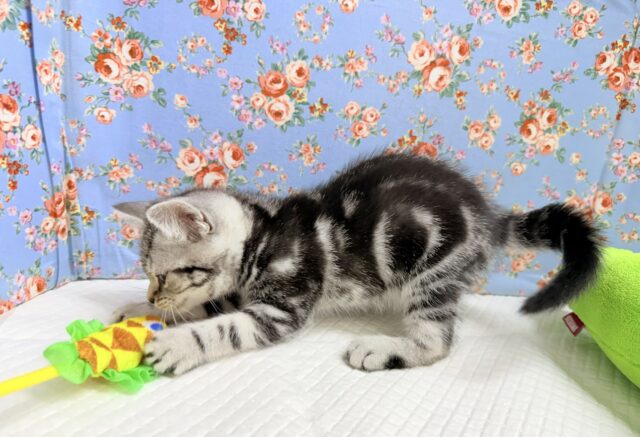 アメリカンショートヘア