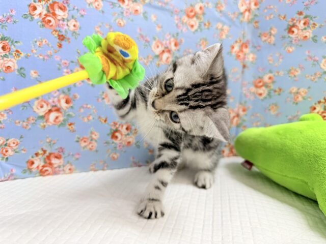 アメリカンショートヘア