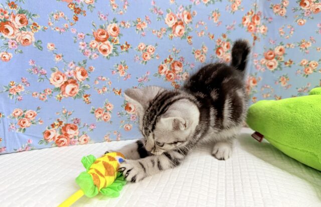 アメリカンショートヘア