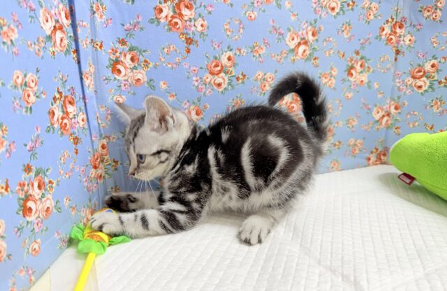 アメリカンショートヘア