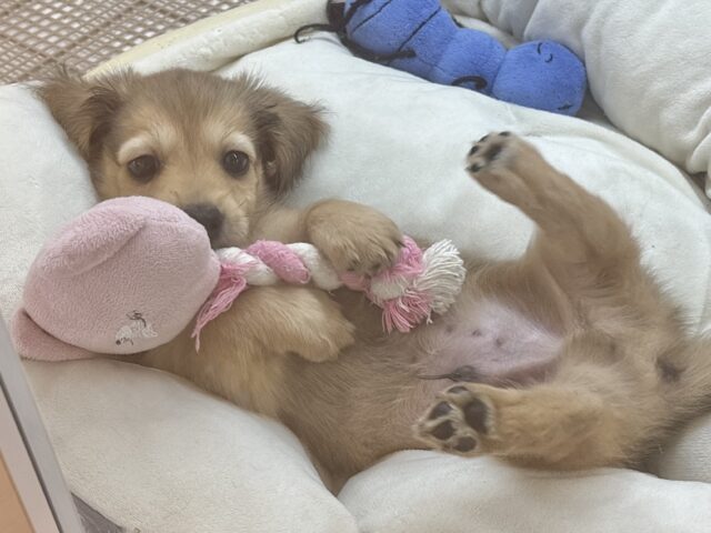 ミニチュアダックス