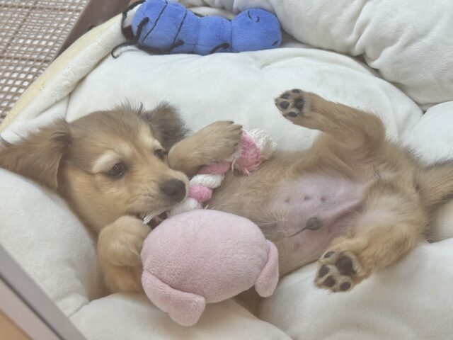 ミニチュアダックス