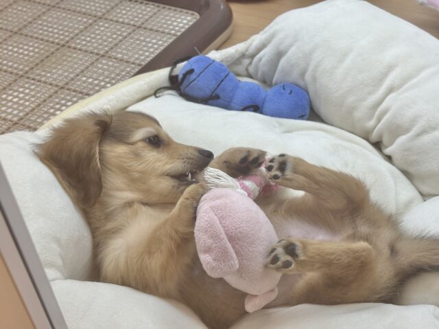 ミニチュアダックス