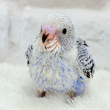 わた毛天使🫧好奇心の塊だ〜🐣🎡セキセイインコ(オパーリン) ヒナ
