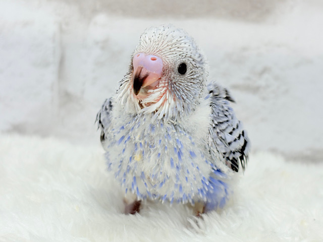 わた毛天使🫧好奇心の塊だ〜🐣🎡セキセイインコ(オパーリン) ヒナ