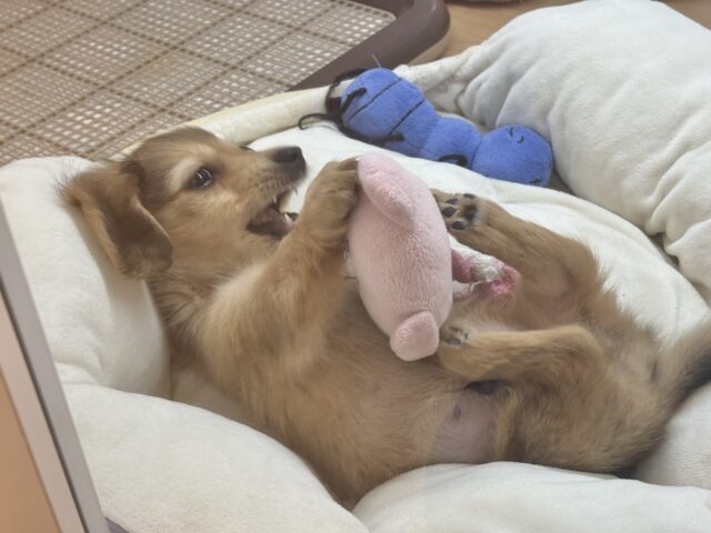 ミニチュアダックス