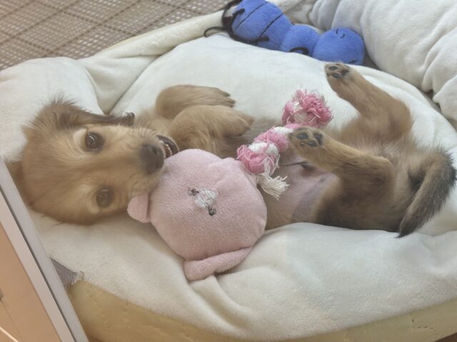 ミニチュアダックス