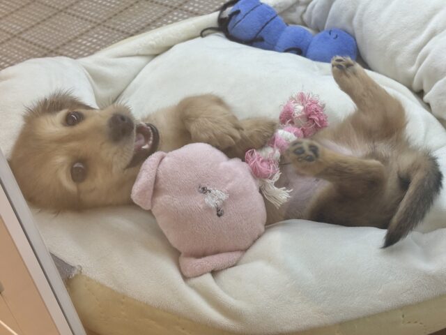 ミニチュアダックス