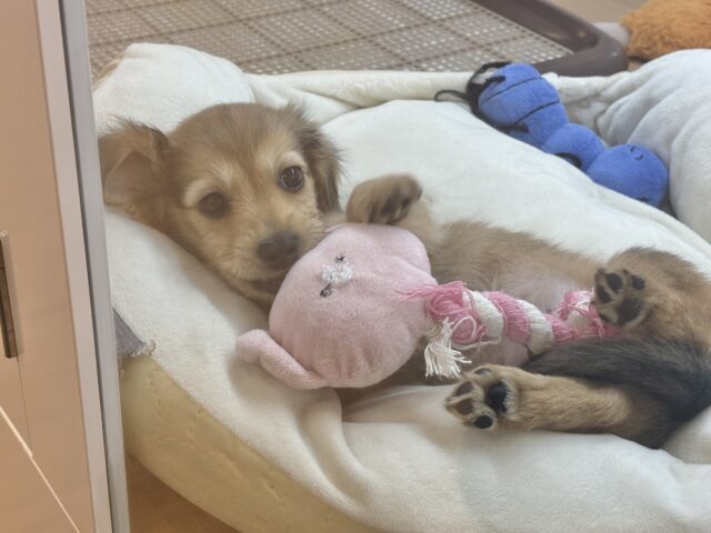 短いあんよで迎え行くね♡ミニチュアダックスくん! ミニチュアダックス