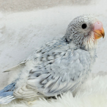 成長から目が離せない♡特別な雰囲気💫セキセイインコ(グレースパングル) ヒナ