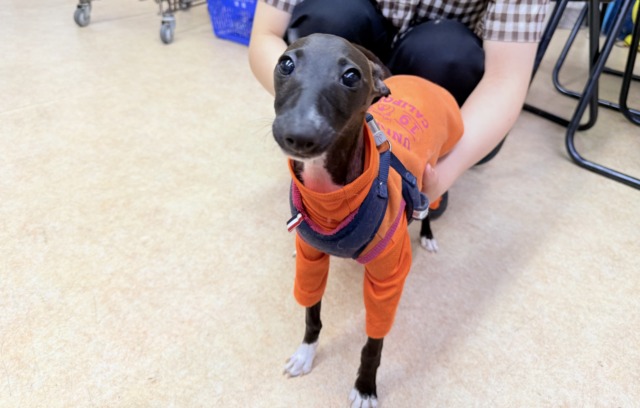 最新画像📸イタリアングレーハウンド（シールホワイト）女の子♪俊敏すぎる！