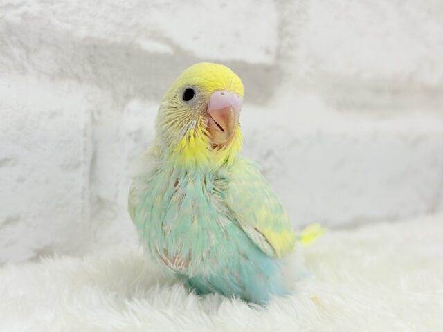 ベタ慣れ候補生🧚♀️甘々メロンちゃん🐥🍈💖セキセイインコ(パステルカラーレインボー) ヒナ セキセイインコ