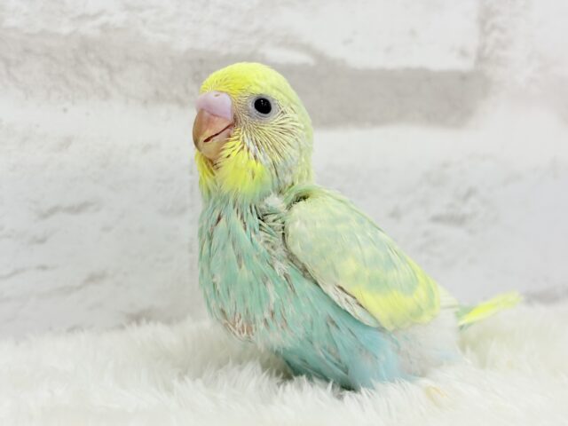 ベタ慣れ候補生🧚♀️甘々メロンちゃん🐥🍈💖セキセイインコ(パステルカラーレインボー) ヒナ セキセイインコ