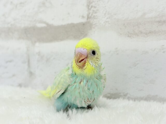 ベタ慣れ候補生🧚♀️甘々メロンちゃん🐥🍈💖セキセイインコ(パステルカラーレインボー) ヒナ セキセイインコ