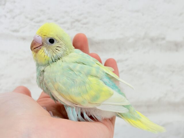 ベタ慣れ候補生🧚♀️甘々メロンちゃん🐥🍈💖セキセイインコ(パステルカラーレインボー) ヒナ セキセイインコ