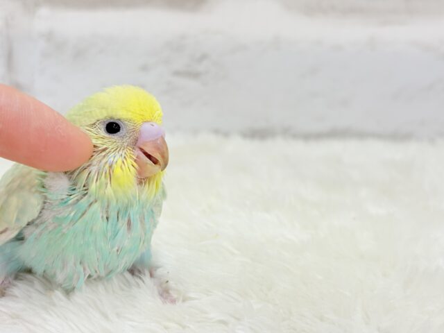 ベタ慣れ候補生🧚♀️甘々メロンちゃん🐥🍈💖セキセイインコ(パステルカラーレインボー) ヒナ セキセイインコ