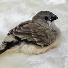 ちょこりん💕　キンカチョウ（ノーマル）