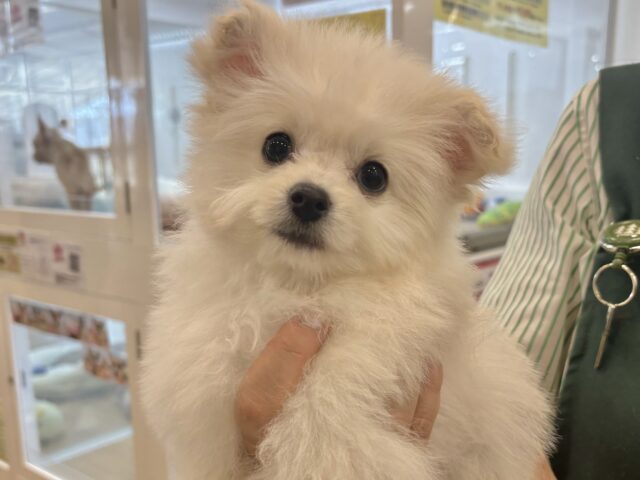 超ホヤホヤ最新画像✨甘え鳴き注意報発令❤️‍🔥チワプーくん！